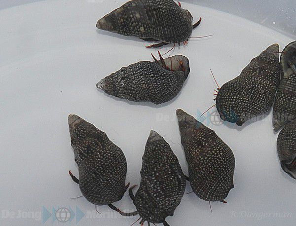 Clibanarius digueti - Blue eye hermit crab