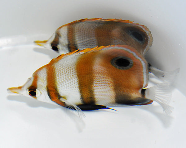 Chelmon muelleri - Blackfin coralfish