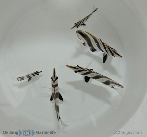 Chelmonops truncatus - Eastern talma