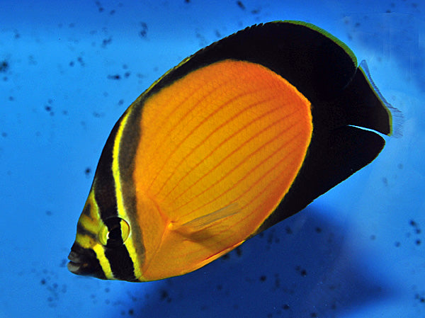 Chaetodon melapterus - Arabian butterflyfish