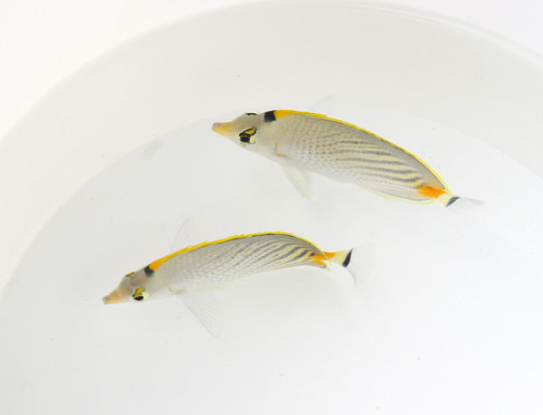 Chaetodon pelewensis - Sunset butterflyfish