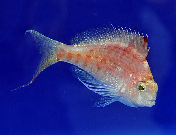 Cyprinocirrhites polyactis - Zwaluwstaart Koraalklimmer