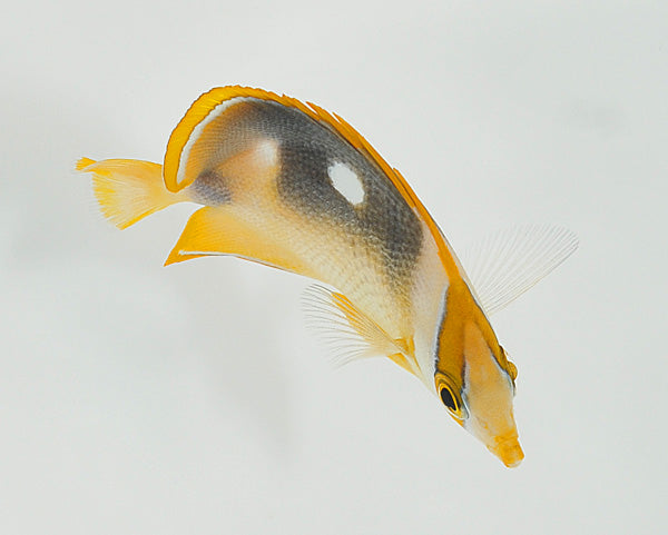 Chaetodon quadrimaculatus - Fourspot butterflyfish