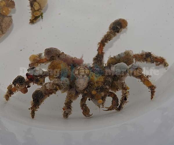 Camposcia retusa - Decorator crab
