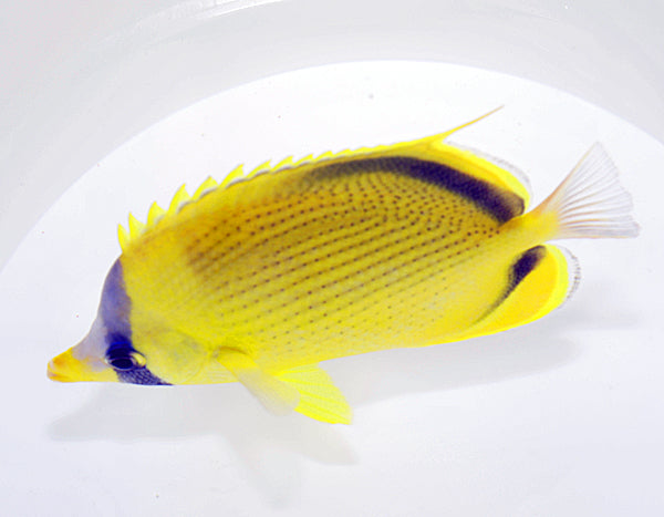 Chaetodon semeion - Dotted butterflyfish