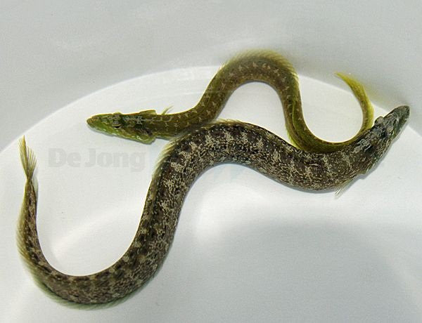 Congrogradus subducens - Carpet eel blenny