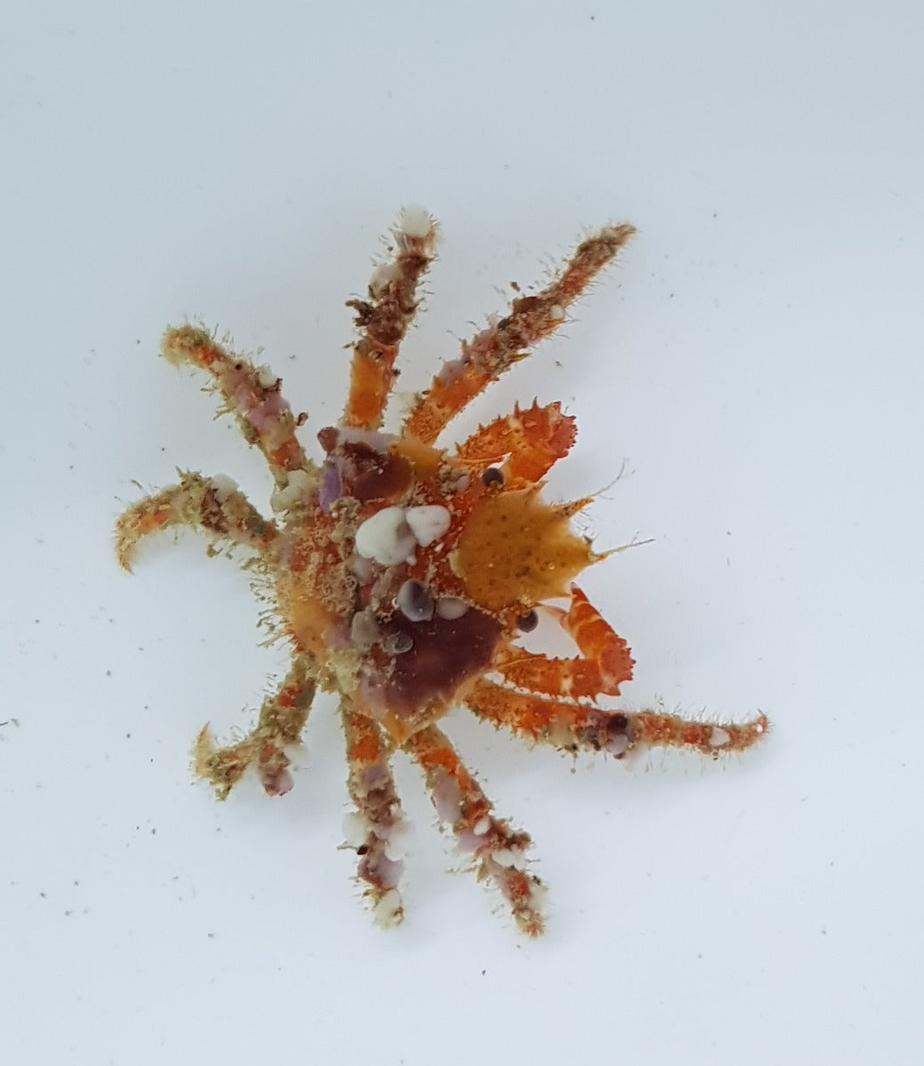 Camposcia retusa - Decorator crab (Caribbean)