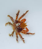 Camposcia retusa - Decorator crab (Caribbean)