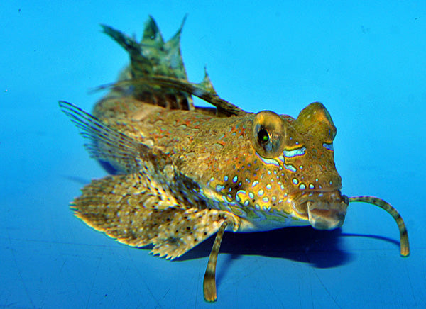 Dactylopus dactylopus - Fingered Dragonet
