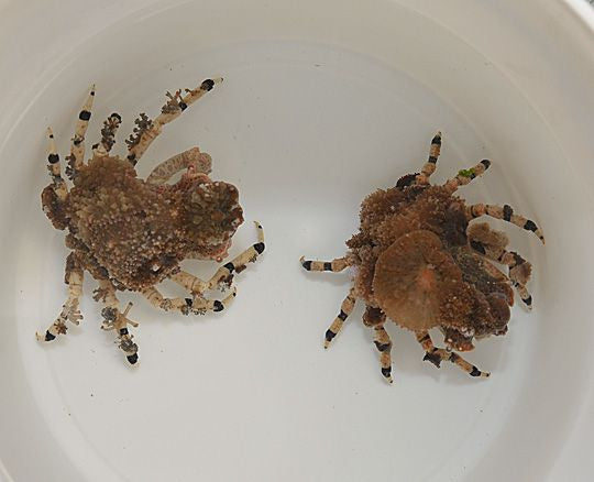 Camposcia retusa - Decorator crab (Philippines)
