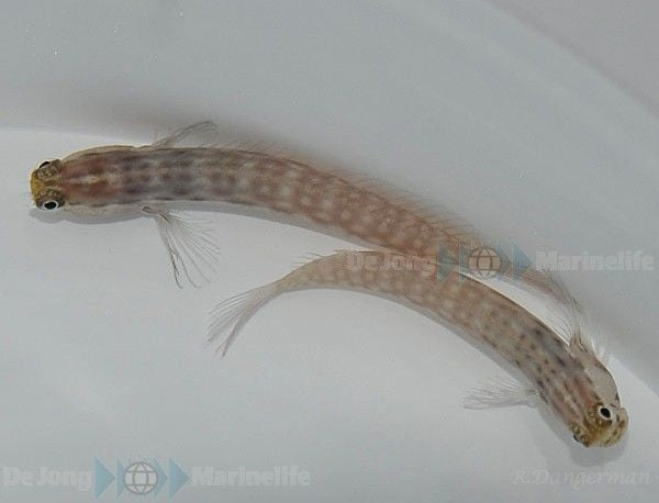 Ecsenius nalolo - Nalolo blenny