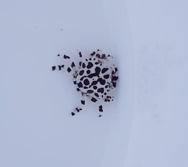 Lissocarcinus orbicularis - Little harlequin crab