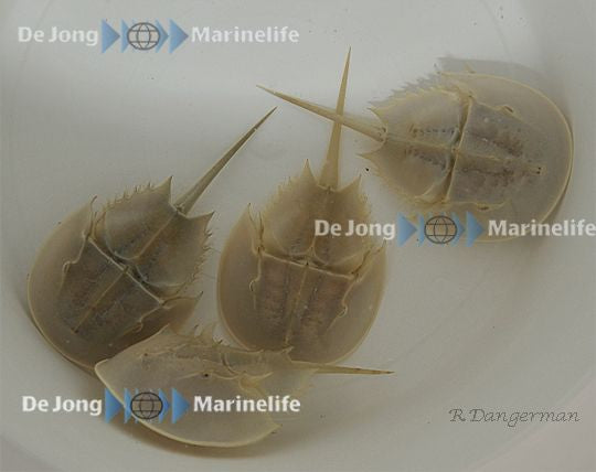 Limulus polyphemus - Atlantischer Pfeilschwanzkrebs