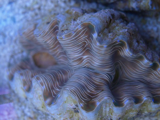 Hippopus Hippopus - Bear Paw clam