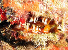 Spondylus americanus - Thorny cluster
