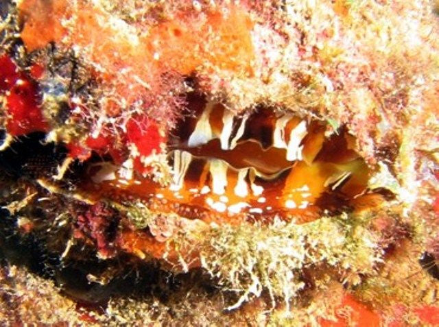 Spondylus americanus - Thorny cluster