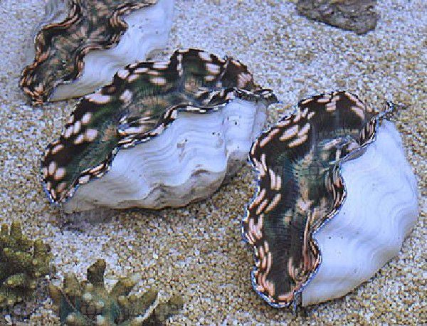 Tridacna derasa - Derasa clam