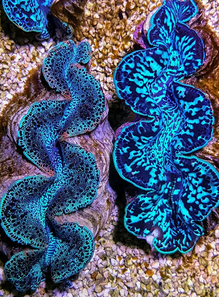 Tridacna maxima (Blue) - Maxima clam (Blue)