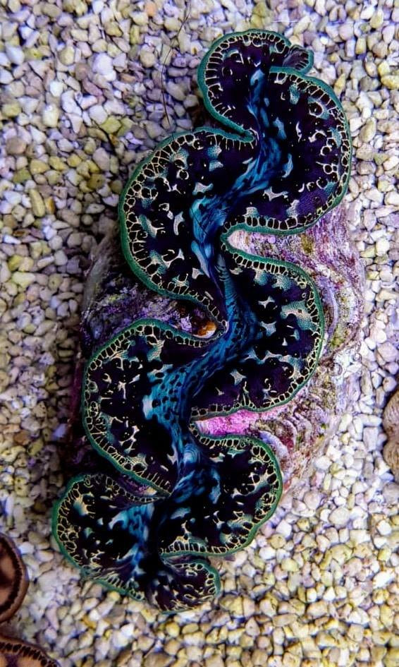 Tridacna maxima (Black Tiger) - Maxima clam (Black Tiger)