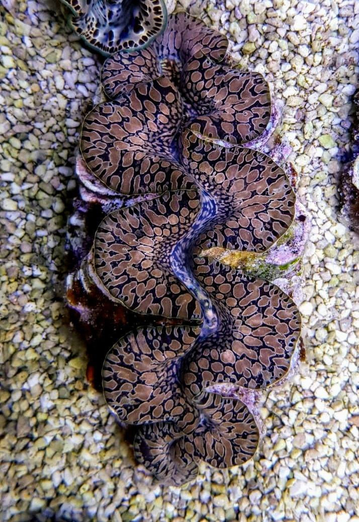 Tridacna maxima (Tear Drop) - Maxima clam (Tear Drop)