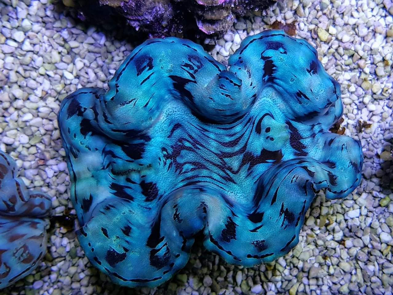Tridacna squamosa (Blue) - Squamosa clam (Blue)