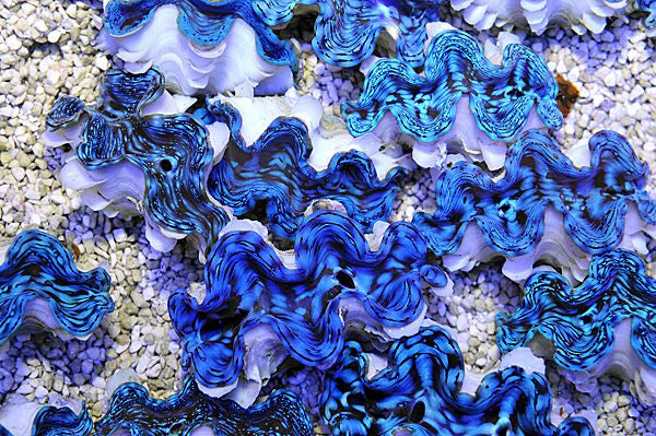 Tridacna squamosa (Premium) - Squamosa clam (Premium)