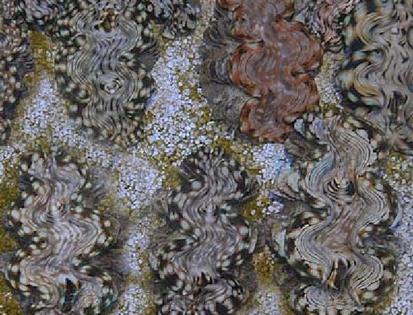 Tridacna squamosa - Squamosa clam