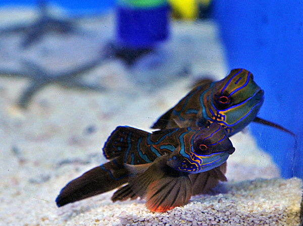 Pterosynchiropus Splendidus (Rood)