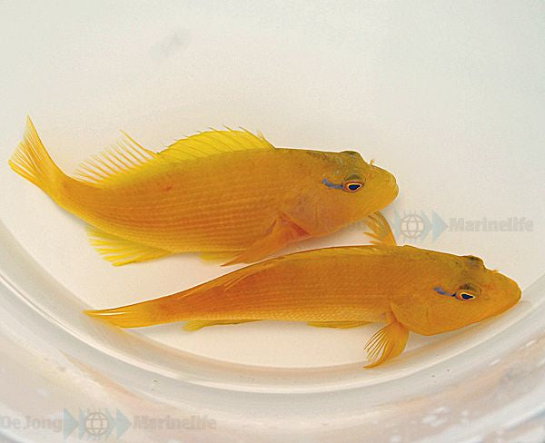 Paracirrhites xanthus - Blueline Yellow Hawkfish
