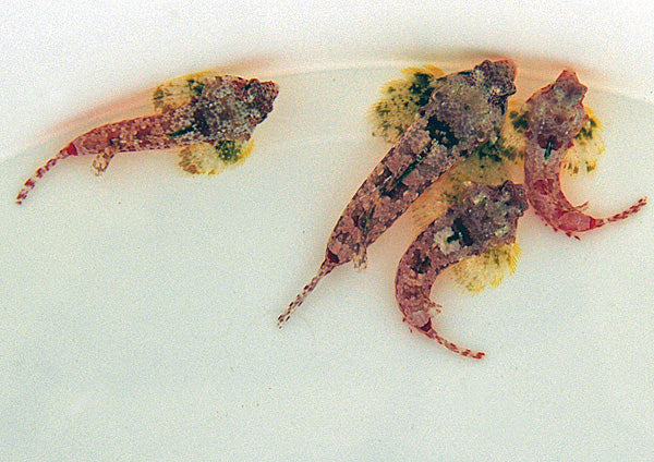 Synchiropus morrisoni - Morrison's Dragonet