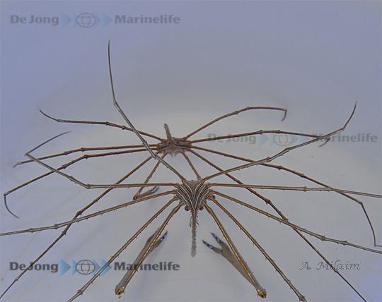 Stenorynchus seticornis - Arrow crab