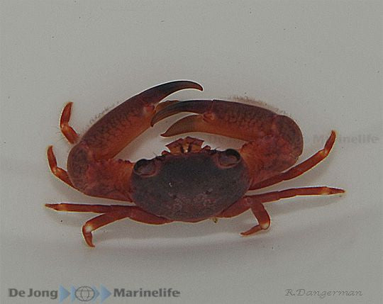 Trapezia lutea - Red coral crab