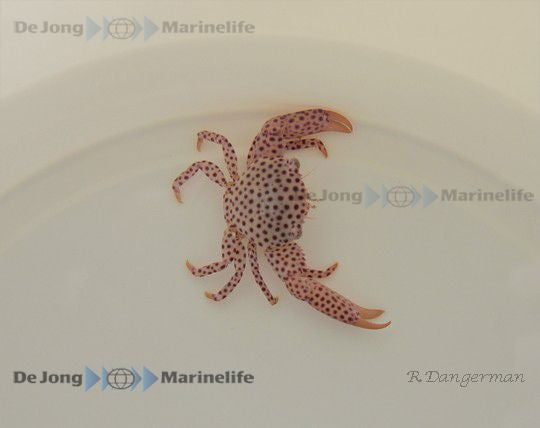 Trapezia rufopunctata - Red spotted coral crab