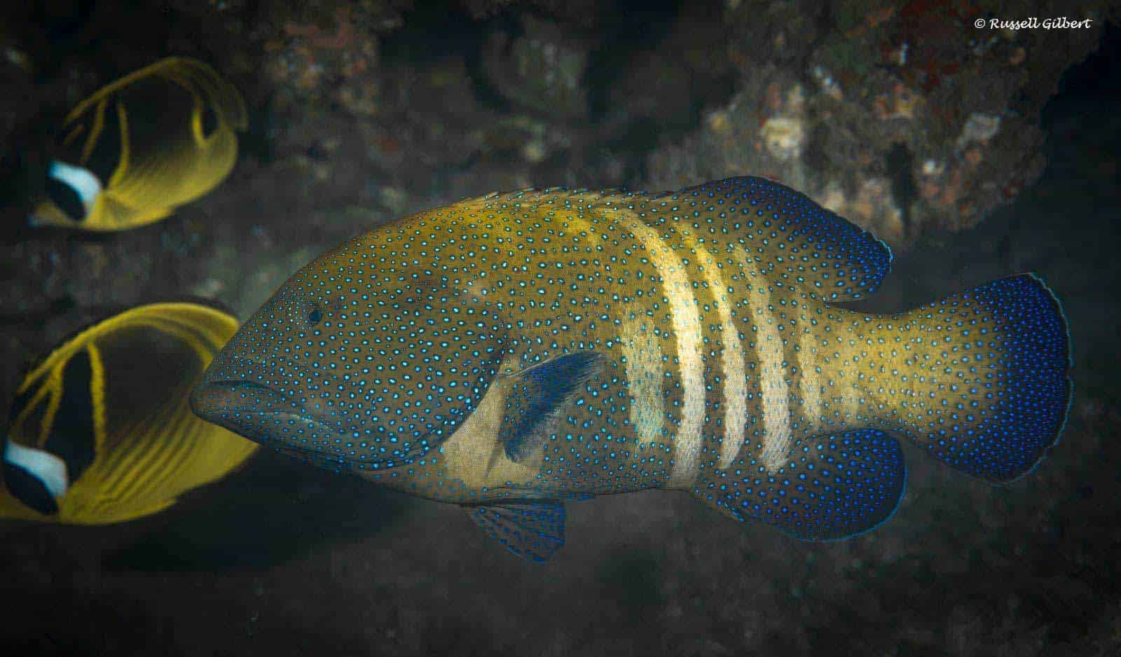 Cephalopholis argus