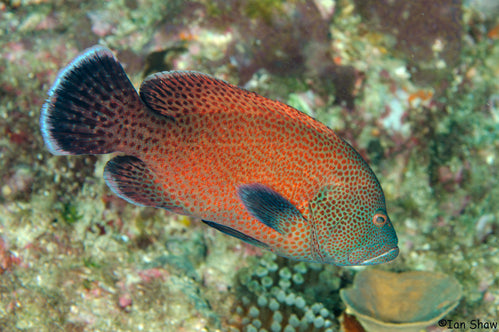 Cephalopholis sonnerati - Tomaattandbaars