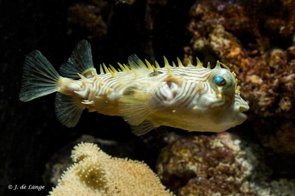 Chilomycterus schoepfi