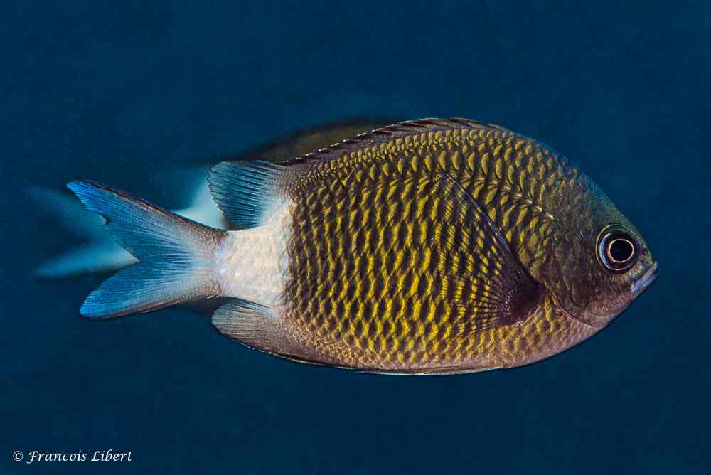 Chromis chrysura