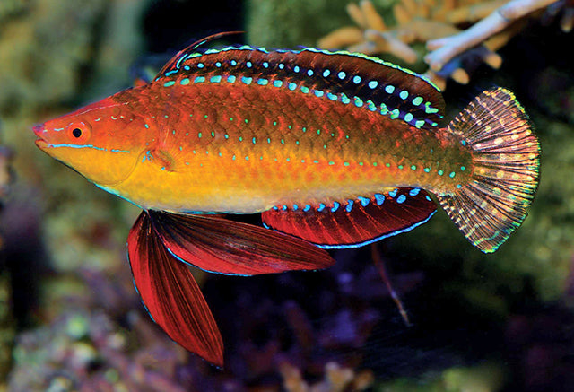 Cirrhilabrus africanus - African Longfin Fairy Wrasse