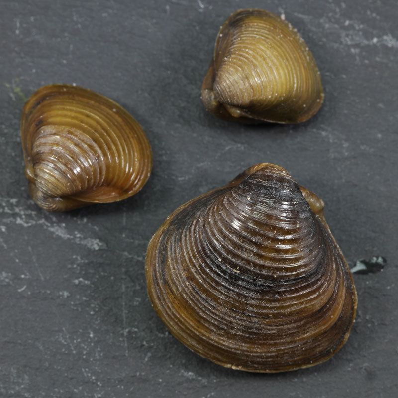 Aziatische korfmossel / Corbicula Fluminea