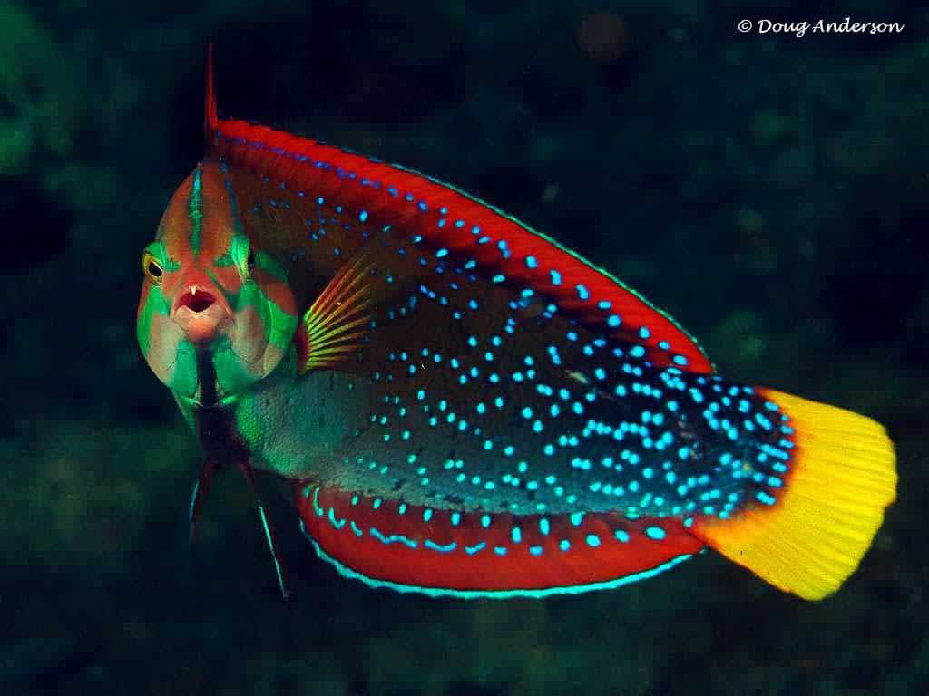 Coris gaimard - Roodstreep Lipvis