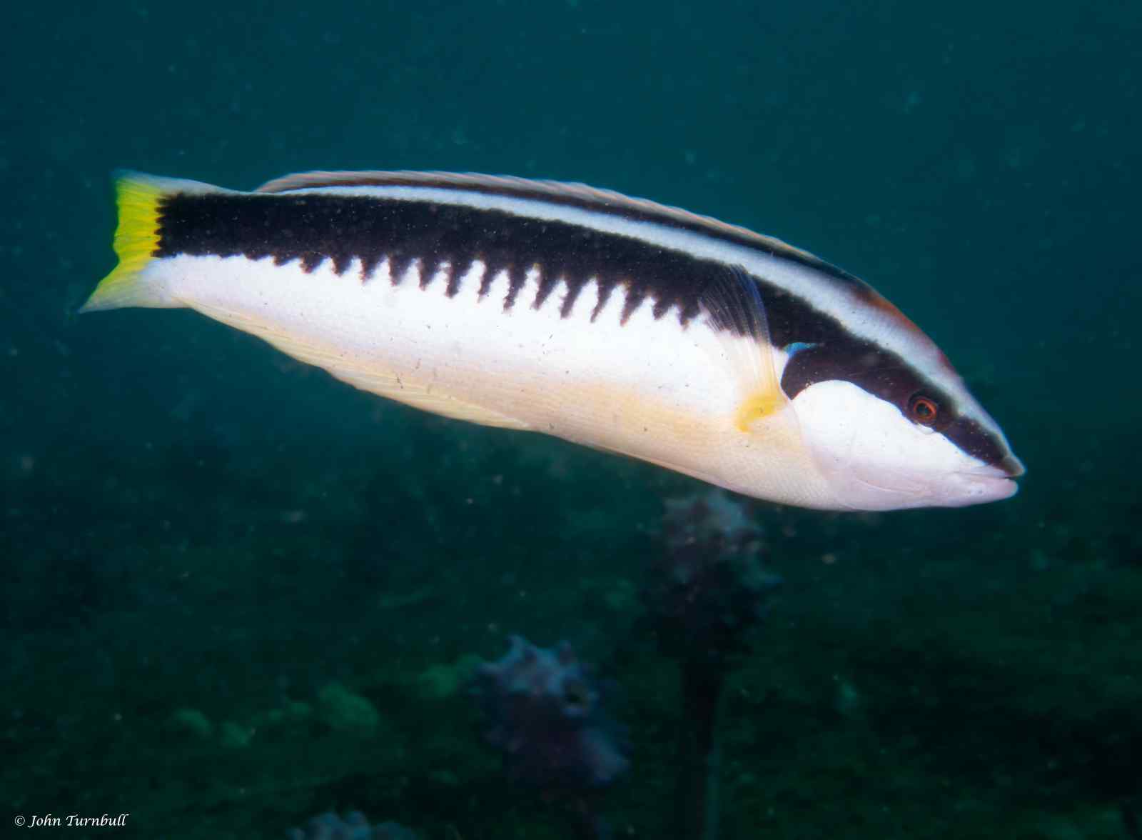 Coris picta - Kam Lipvis