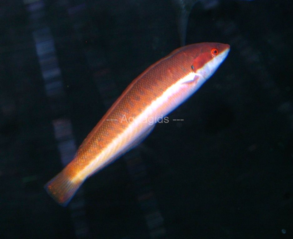 Coris julis - Regenboog Lipvis