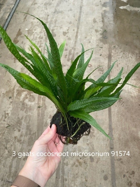 3-gaats cocosnoot met microsorum