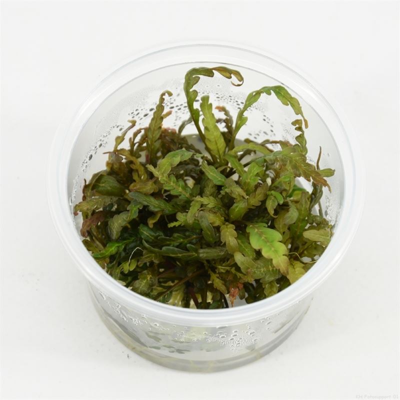Hygrophila pinnatifida (cup 100cc)