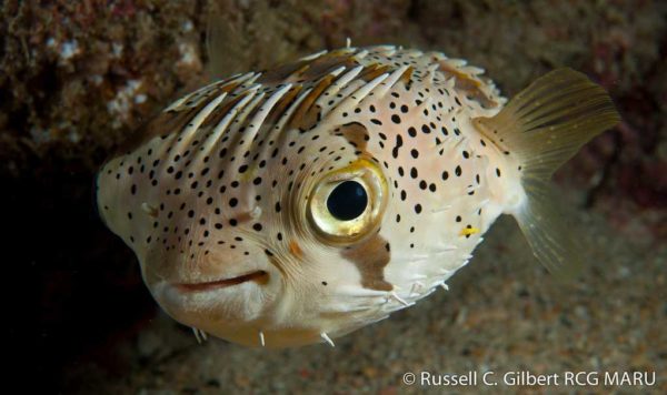 Diodon hystrix - Gestippelde egelvis