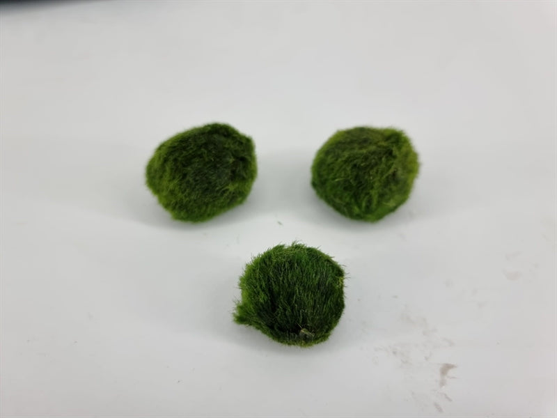 Chladophlora (mosbal) <3 cm