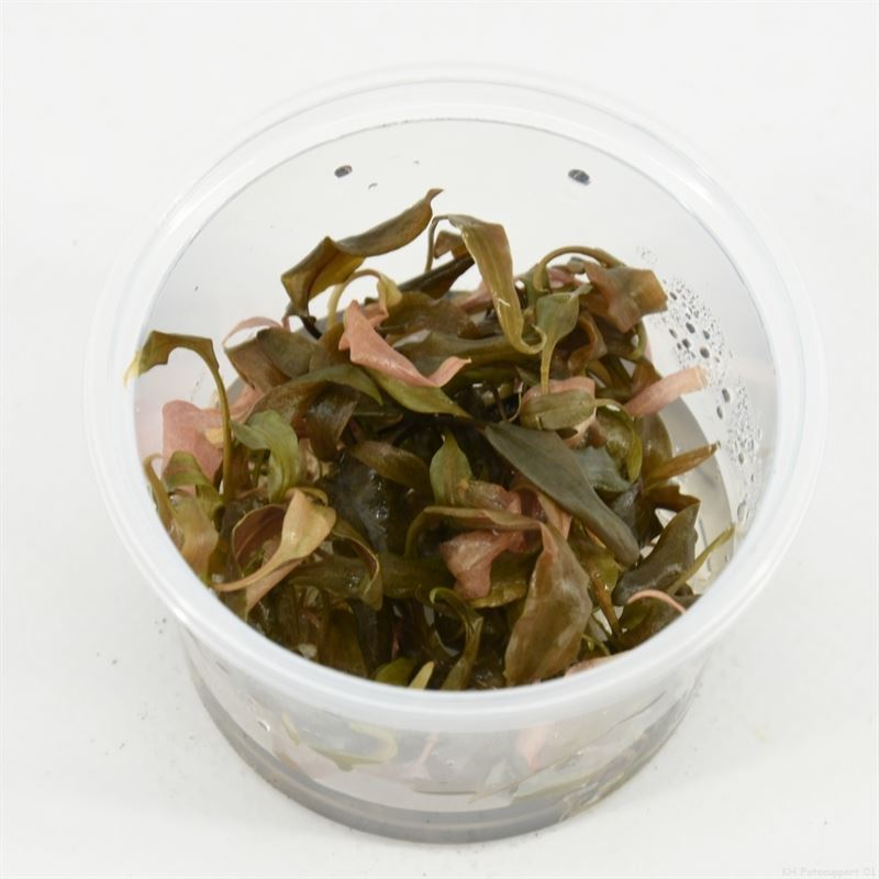 Cryptocoryne petchii pink (100cc)