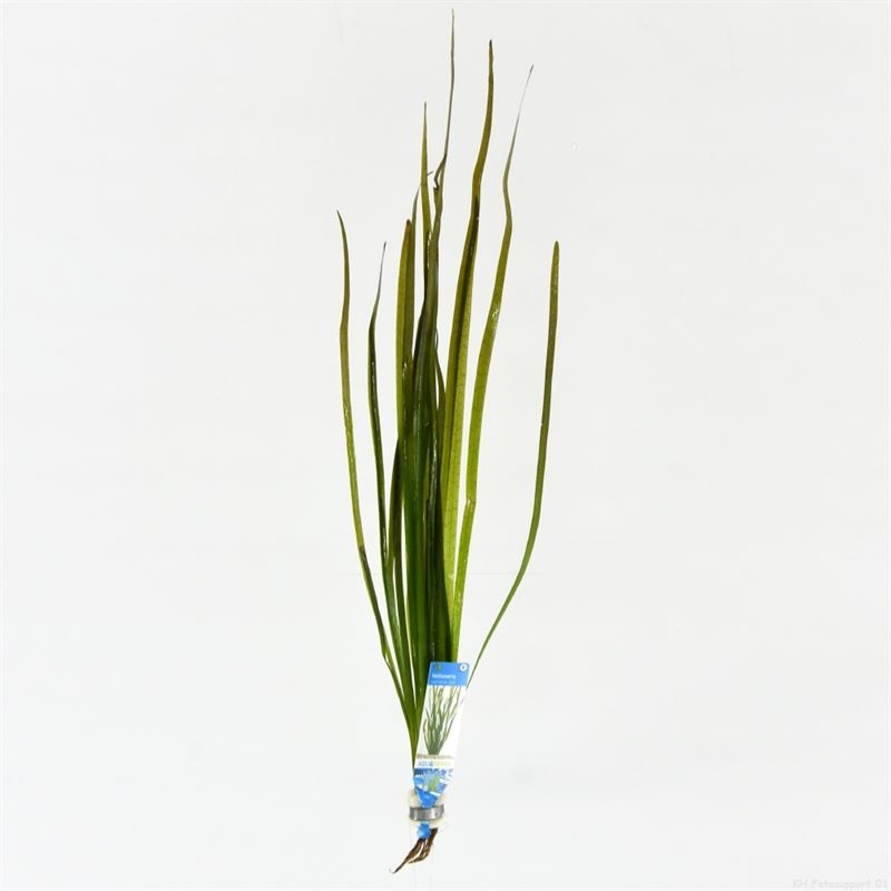 Vallisneria overig (Bos)