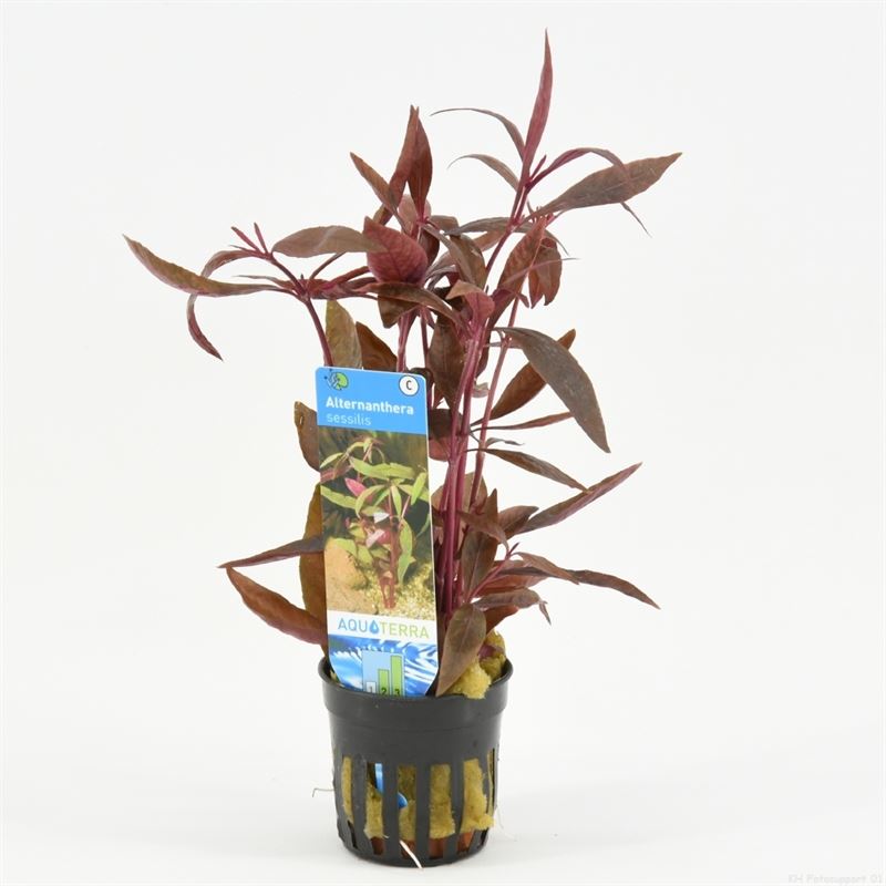 Alternanthera sessilis