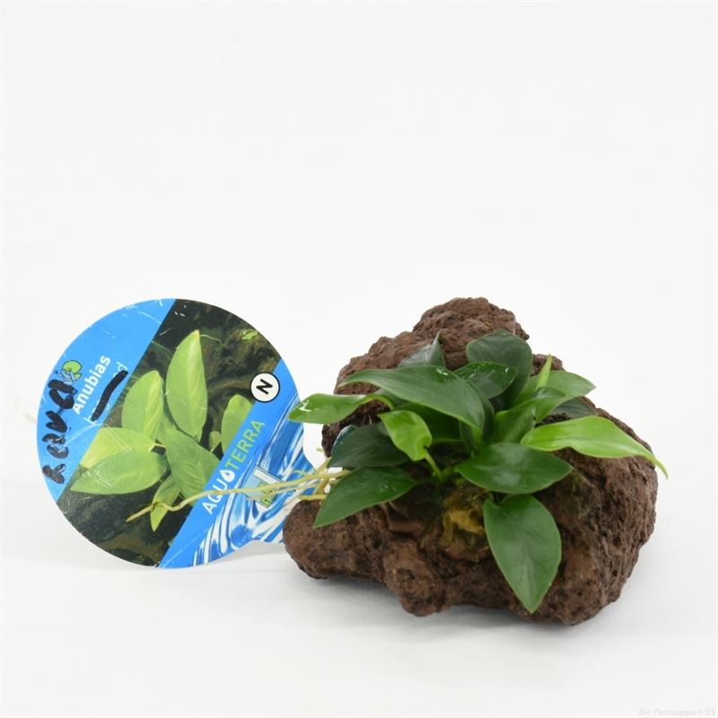 Lavasteen met anubias